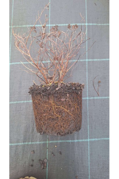 Спірея японська Голдмаунд - 3л/вис.25-35см/Ø30-40см/